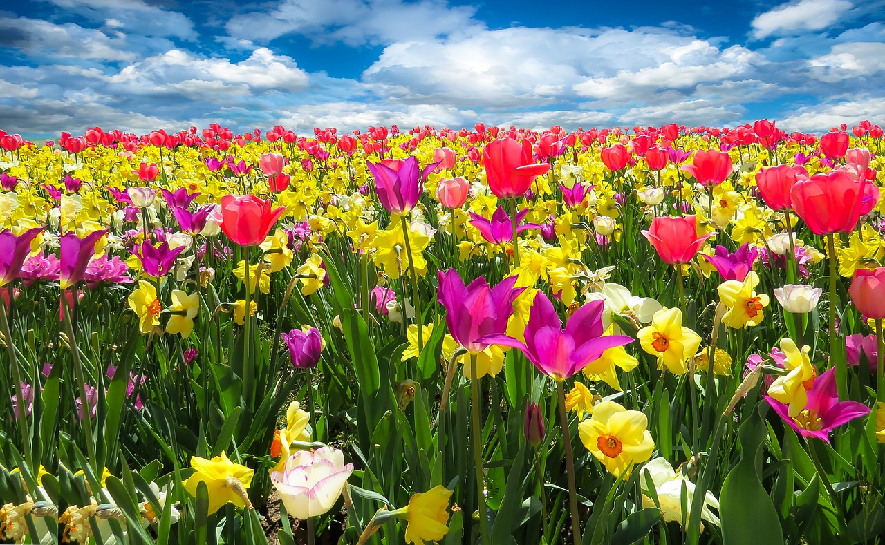 Bulbii de vară – florile care pot schimba complet aspectul grădinii tale
